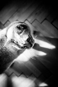 Close-up of cat