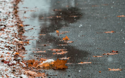 Close-up of wet leaves during winter