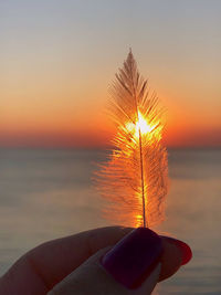 Feather in front of the sun