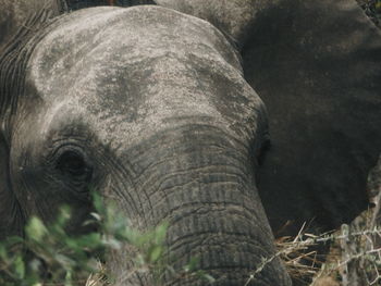 Close-up of elephant in field