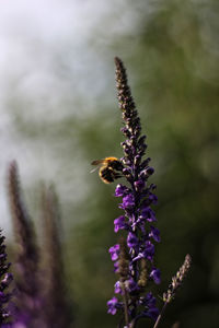 Close-up of bee pollinating on purple flower