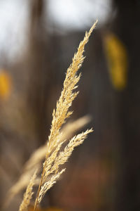 Close-up of wheat growing on field