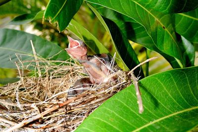 Close-up of a nest on plant