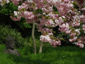 Close-up of pink cherry blossoms in spring