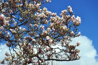 Low angle view of cherry blossom tree