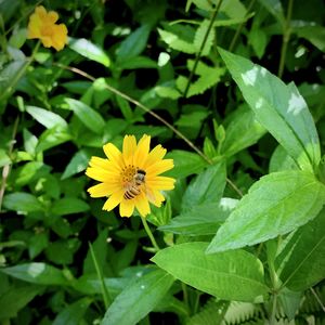 High angle view of yellow flowering plant