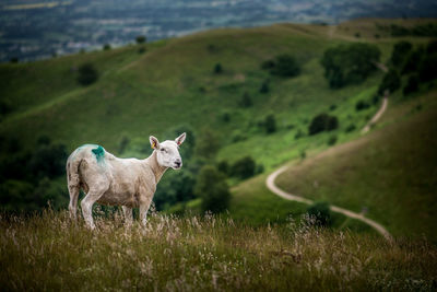 Sheep on field