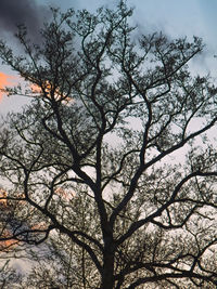 Low angle view of bare tree against sky