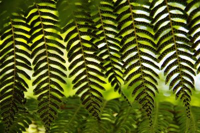 Full frame shot of leaves