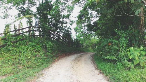 Road amidst trees in forest