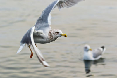 Seagull flying over sea