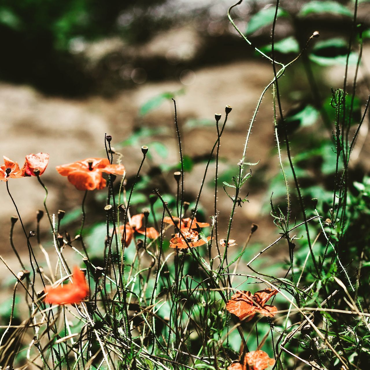 CLOSE-UP OF FLOWERING PLANTS GROWING ON FIELD