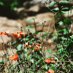 Close-up of flowering plants on field