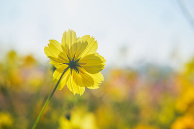 Close-up of yellow flowering plant on field