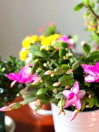 Close-up of pink flowers