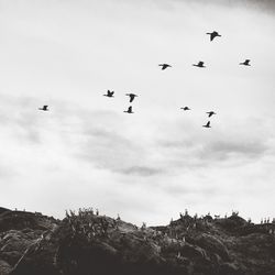 Low angle view of birds flying in sky