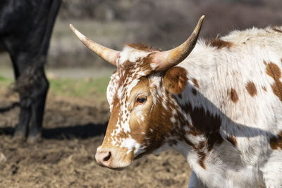 Close-up of cow on field