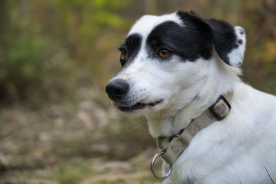 Close-up of dog looking away