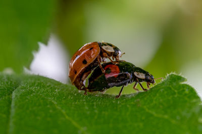 Close-up of insect on leaf