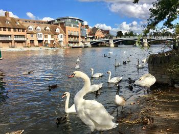 Swans in river against buildings