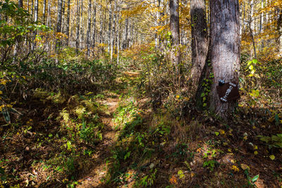 Trees growing in forest