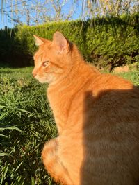 View of a cat looking away