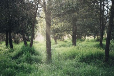 Trees on field in forest