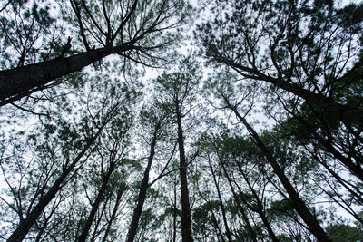 Low angle view of trees in forest