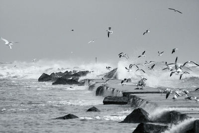 Birds flying over sea against clear sky