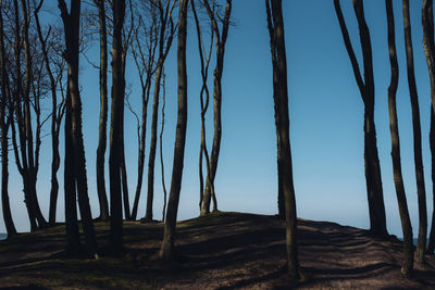 Bare trees in forest against sky