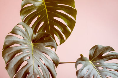 Close-up of fresh green leaves against white background