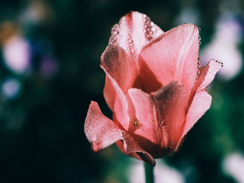 Close-up of pink rose flower