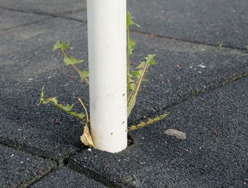 High angle view of leaf on street