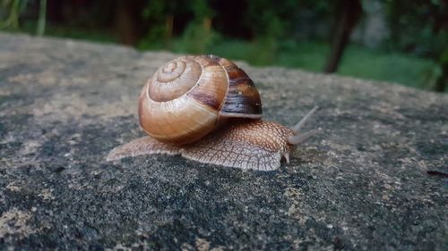 Close-up of snail on rock