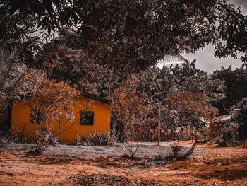 Trees by building against sky during autumn