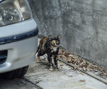 Beautiful cute cat at street of old town cats.