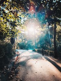 Sunlight streaming through trees in forest