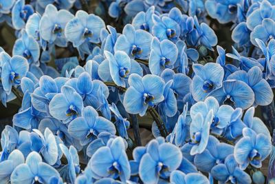 Scenic blue orchid in bloom