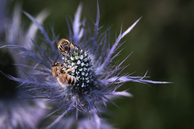 Close-up of spider on flower