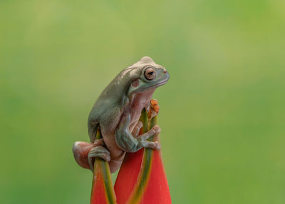 Close-up of frog