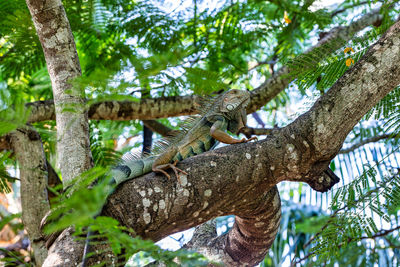 Low angle view of tree trunk