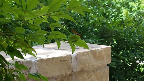 Close-up of fresh green plants in yard