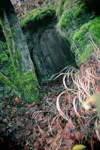 High angle view of waterfall amidst trees in forest