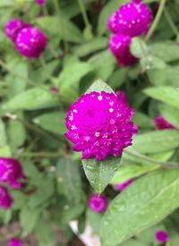 Close-up of purple flowers blooming outdoors