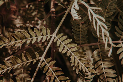Close-up of leaves