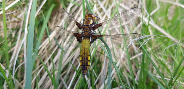 Close-up of dragonfly on grass