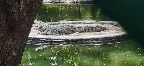 View of an animal on tree trunk