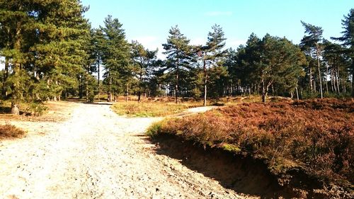 Dirt road passing through forest