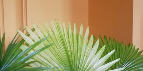 Close-up of potted plant against wall at home