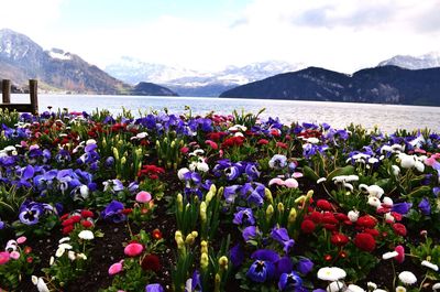 Close-up of flowering plants by mountains against sky